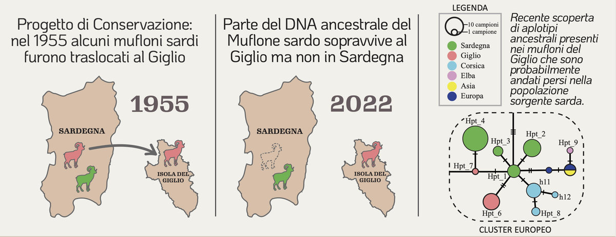Schema sulla genetica dei mufloni di Isola del Giglio