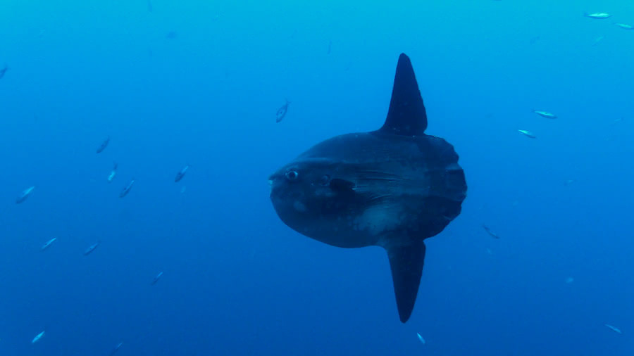 Die Unterwasserwunder des Mittelmeers: Giglio Island im Marinepark des Toskanischen Archipels