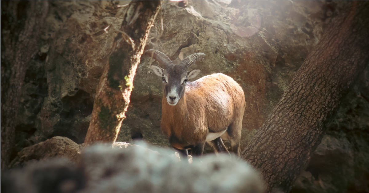 Un muflone dell' Isola del Giglio